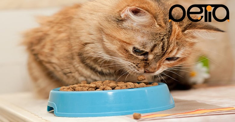 مصرف غذای خشک مخصوص گربه 