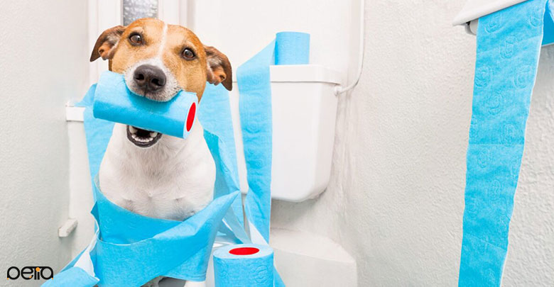 دستشویی کردن سگ ها