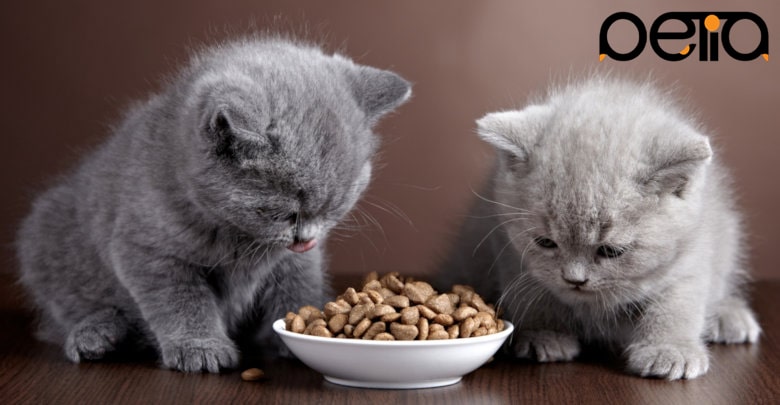 غذای خشک مورد نیاز برای گربه ها 