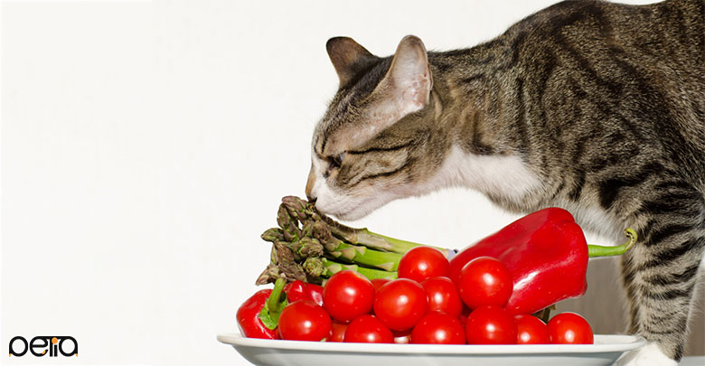 بررسی سبزیجات مورد علاقه گربه