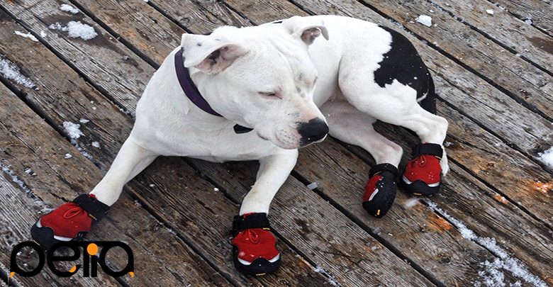 راهنمای خرید کفش سگ در زمستان