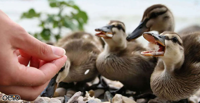غذا دادن به جوجه اردک