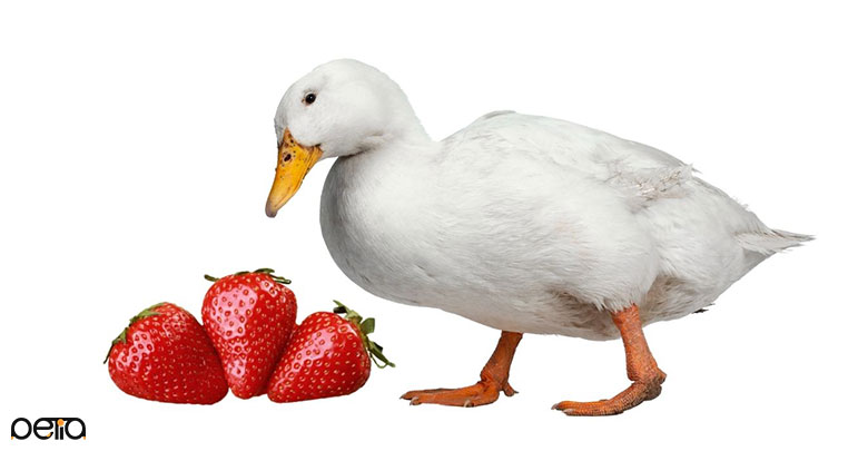 توت فرنگی غذای مورد علاقه اردک
