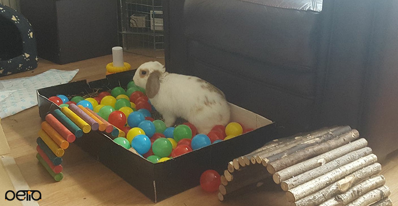 اسباب بازی مورد علاقه خرگوش