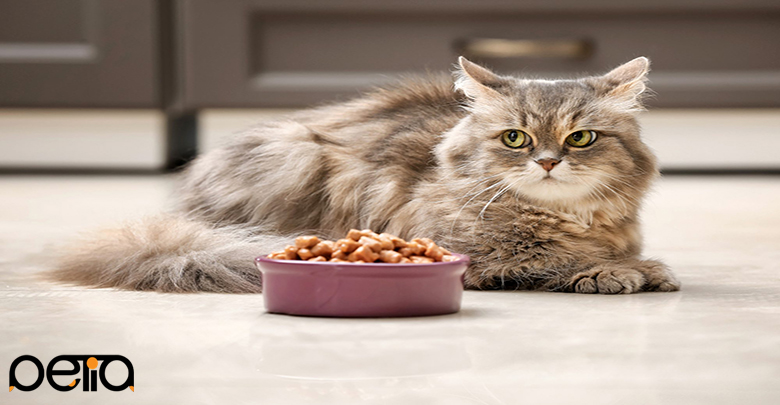 علت غذا نخوردن گربه