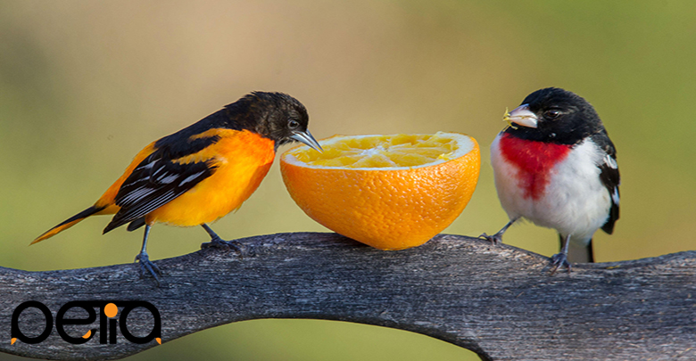 پرتقال میوه مورد علاقه پرنده زینتی