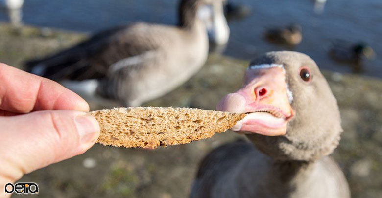 نان غذای مضر برای اردک