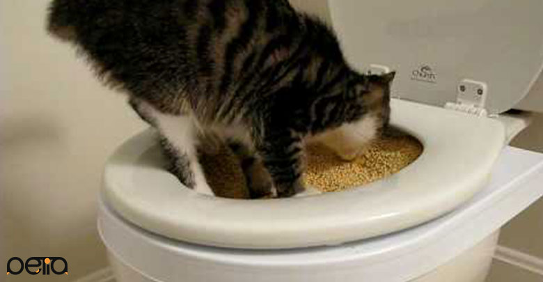 خاک دستشویی گربه