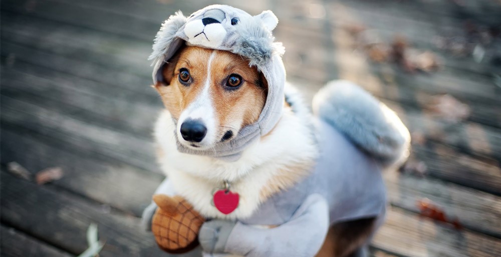 لزوم پوشاندن لباس گرم در زمستان برای حیوانات خانگی