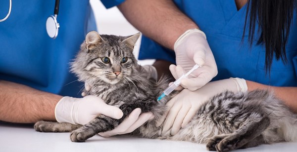 کدام بیماری های گربه ها دارای واکسن هستند؟