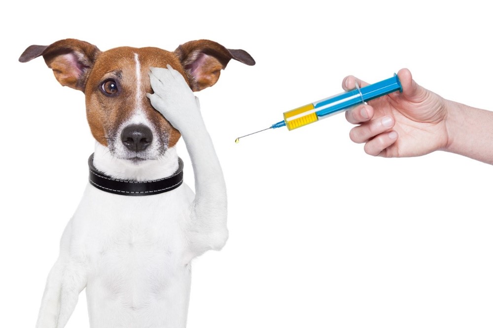 واکسیناسیون حیوانات