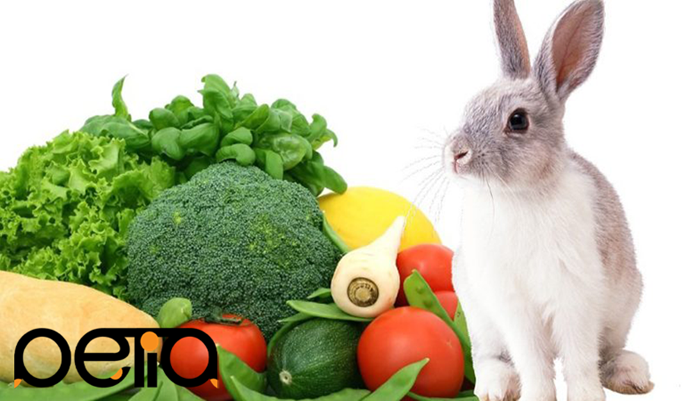 غذای مفید برای خرگوش