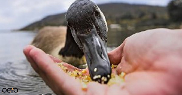 معرفی غذای مخصوص اردک
