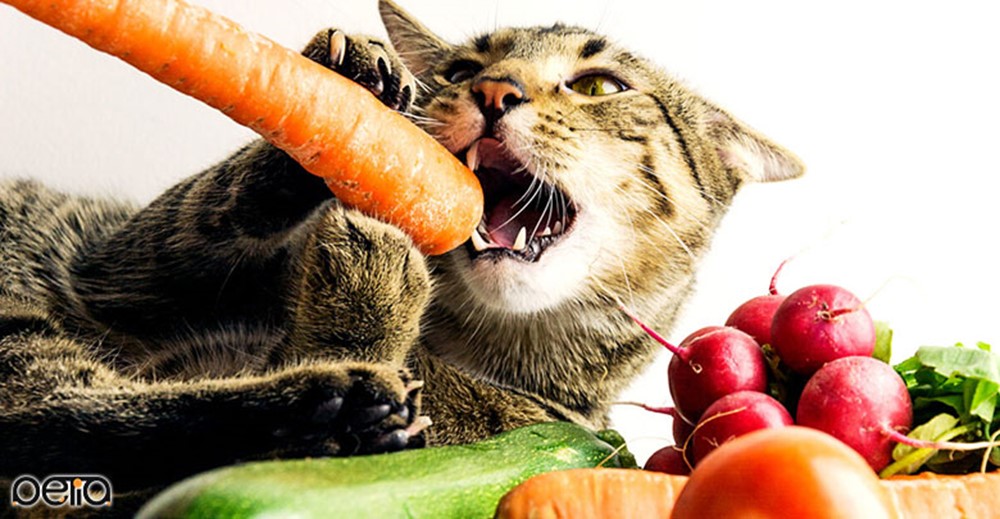 سبزیجات و میوه های مورد علاقه گربه