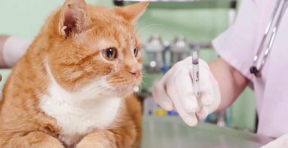 از اهمیت واکسیناسیون در گربه ها چه می‌دانید؟