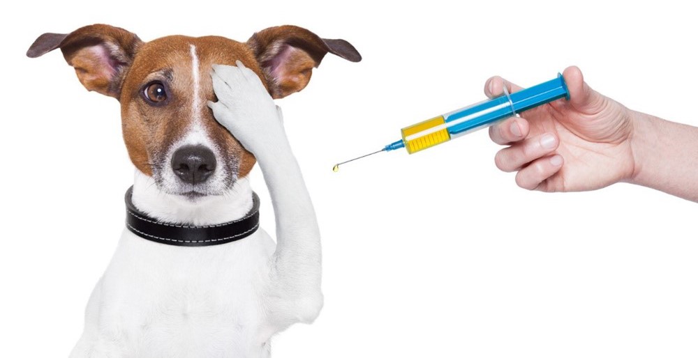 واکسیناسیون حیوانات
