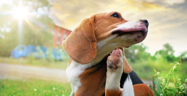 قلاده ضد کک و کنه برای سگ ها